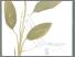 [thumbnail of Temulawak kuning]