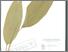 [thumbnail of Kunyit]