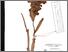 [thumbnail of Kunyi Le'leng]