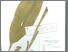 [thumbnail of Kunyi' K'leng]