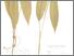 [thumbnail of Temulawak]
