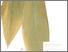 [thumbnail of Temulawak]