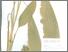 [thumbnail of Temulawak]