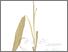 [thumbnail of Temulawak]
