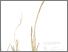 [thumbnail of Temulawak]