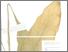 [thumbnail of Temulawak]