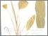 [thumbnail of Temulawak]