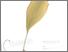 [thumbnail of Temulawak]