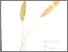[thumbnail of Temulawak kuning]