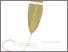 [thumbnail of Temulawak]