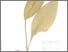 [thumbnail of Temulawak]